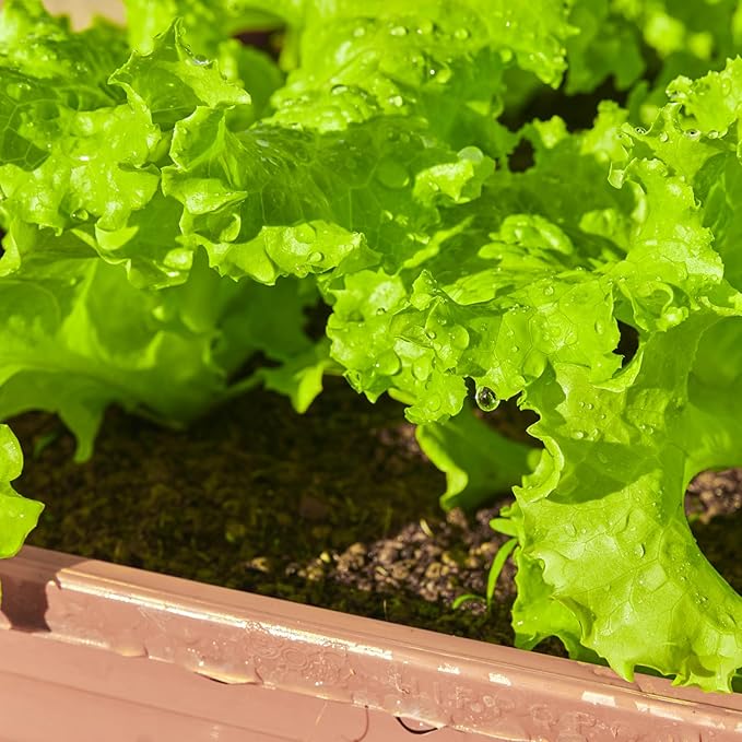 20,000+ Lettuce Seeds, Heirloom Winter Vegetable Seed for Planting Indoor Outdoor, 10 Varieties of Fresh Salad Greens for Hydroponics Kit, Easy to Grow for Garden Beginners, Non-GMO