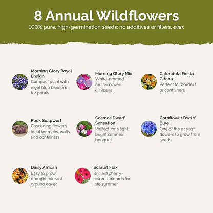 Eden Brothers Royal Meadow Flower Mixed Seeds for Planting, 1/4 lb, 120,000+ Seeds with Morning Glory, African Daisy | Attracts Pollinators, Plant in Spring or Fall, Zones 3, 4, 5, 6, 7, 8, 9, 10
