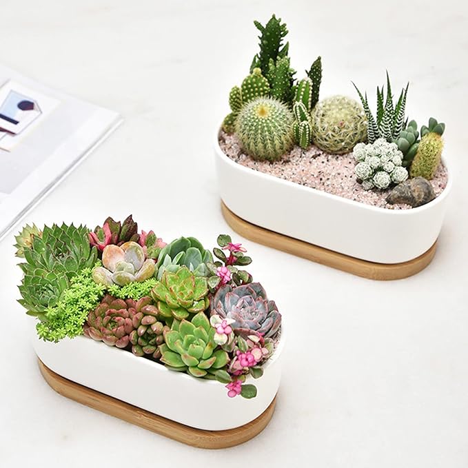 White Ceramic Succulent Plant Pots, Indoor and Outdoor Succulent Planters, Set of 2 Small Cactus Containers, Bonsai Pots, Flower Pots with Drainage Hole and Bamboo Bowl (No Plant)
