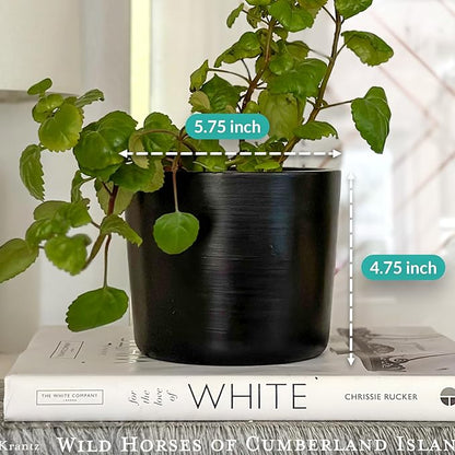 Willowy 6 Inch Black Ceramic Planter - 6 Inch Black Ceramic Pots for Plants Like Aloe, Baby Rubber, Jade, Money, and Snake - Pot with Drainage