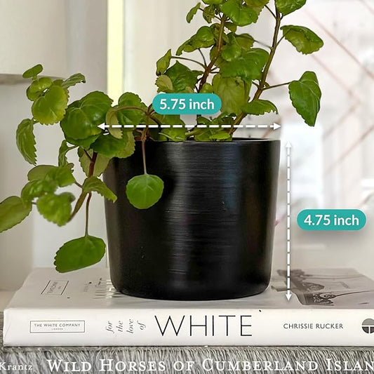 Willowy 6 Inch Black Ceramic Planter - 6 Inch Black Ceramic Pots for Plants Like Aloe, Baby Rubber, Jade, Money, and Snake - Pot with Drainage