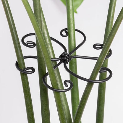 Monstera Plant Support Hook - 4.1x4.1IN 5PCS, Durable Adjustable Stem Support System, Gentle Protection for Monstera and Fishbone Cactus, Professional Indoor Plant Stabilizer