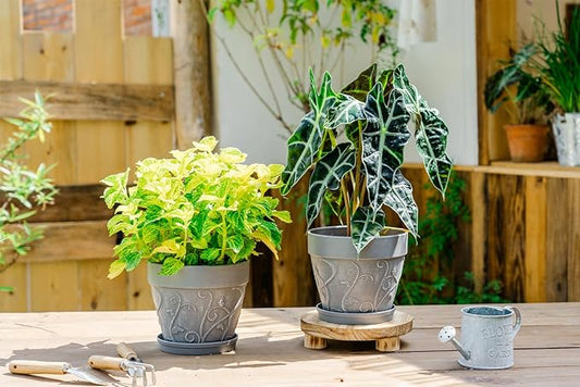 Melphoe Plant Pots Indoor with Drainage & Saucer, 2Pack 7 inch Flower Pots Outdoor Planters for Indoor Plants Garden Home Decor Cactus Succulent, Rigid Plastic (Imitation-Terracotta) Vine-Embossed