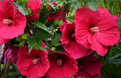 20 Giant Hibiscus Flower Seeds Hardy,Mix White Pink Red Color, DIY Home Garden Potted or Yard Flower Plant,