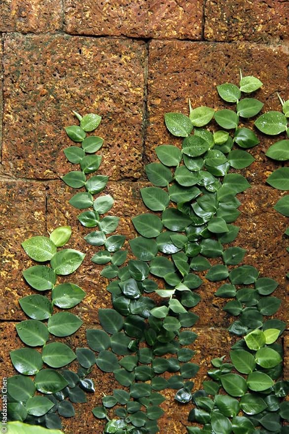 GARDENERA Shingle Plant Soil Blend - Designed to Meet The Unique Needs of Your Plant - 4 Quart
