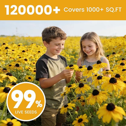 120,000+ Black Eyed Susan Seeds for Planting, Wildflower Seeds for Pollinator Gardens Planting, Non-GMO Heirloom Flower Seeds to Plant Outside & Inside, Borders, Containers, Rudbeckia hirta