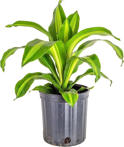GARDENERA Premium Dracaena Soil Mix - 3 Quart - Expertly Formulated Potting Mix for Thriving Dracaena Trees and Shrubs