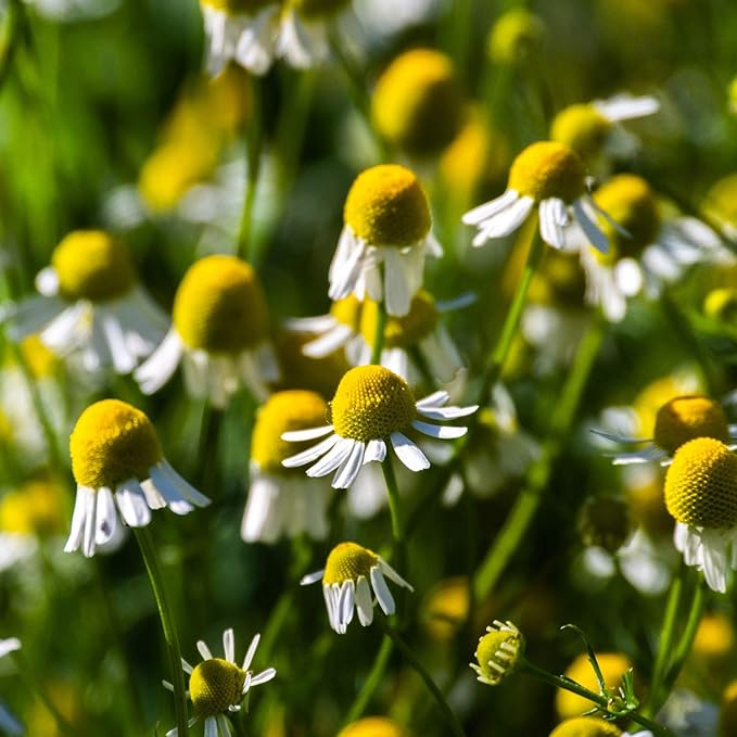 Outsidepride German Chamomile Seeds - 5000 Pcs Annual, Drought Tolerant, Self-Seeding & Versatile, Herb Seeds for Planting Sweet Scented Daisy-Like Blooms, Ideal for Slopes & Pollinator Gardens