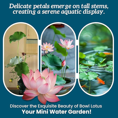 Lotus Seeds for Planting in Water | 60 PCS Mixed Color Bowl Lotus Seeds for Indoor Bonsai, Outdoor Ponds & Garden | Non-GMO Water Lily Aquatic Plant Seeds