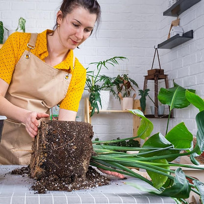 Premium Banana Tree Potting Mix for Optimal Seedling Growth 2qt, Suitable for All Indoor and Outdoor Banana Tree Varieties