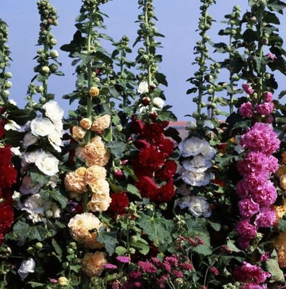 120+ Hollyhock Seeds Carnival Mix Giant Mallow Double Hollyhock Flowers Perennial Outdoor Home Garden Flower (Mix Color)