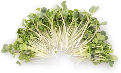 Eastern Sun Asian Microgreen Seeds Mix | Contains Mizuna, Pak Choi, Cabbage, Mustard & Radish Sprout Seeds | Non GMO Heirloom Seeds | Bulk 1 LB Resealable Bag | Rainbow Heirloom Seed Co.