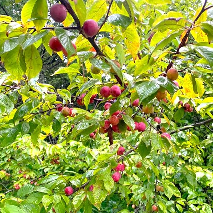 10+ Wild Plum Trees Fruit Seeds for Planting Outdoor-Perennial Native Prunus Seeds Americana Non-GMO Heirloom Fruit Trees Seed for Home Outdoor Garden