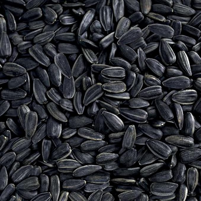 Happy Wings Black Oil Sunflower Seeds for Wild Birds 5 lbs- Combo Pack of 2 I No Grow Seed I High-Energy Bird Food Ideal for Finches, Sparrows, and More I All Year-Round Feeding.