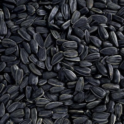Happy Wings Black Oil Sunflower Seeds for Wild Birds 5 lbs- Combo Pack of 2 I No Grow Seed I High-Energy Bird Food Ideal for Finches, Sparrows, and More I All Year-Round Feeding.