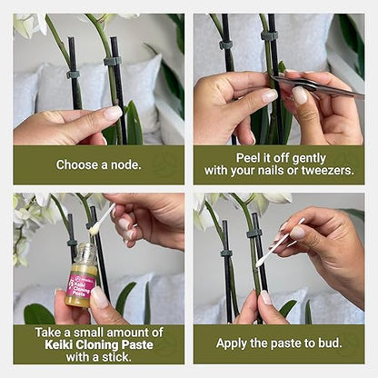 Keiki Cloning Paste Special Cytokinin Formula Gives a New Baby Orchid (Keiki) in Weeks-Can Be Used on All Kinds of Orchids and Also House Plants (1 Pack)