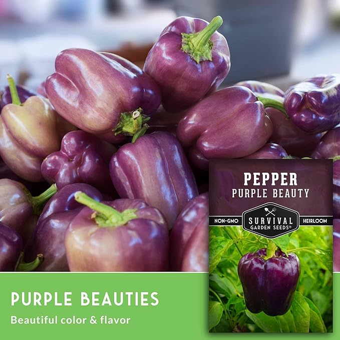 Purple Beauty Bell Pepper Seeds for Planting | Heirloom Sweet Purple Bell Peppers for Home Gardens – Non-GMO Open-Pollinated – Survival Garden Seeds (1 Pack)
