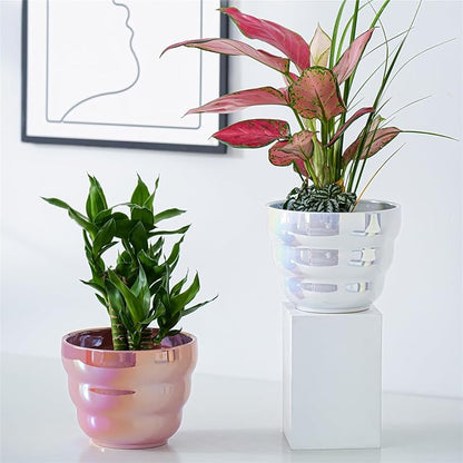 Pots for Indoor Plants, Rainbow Pearl Glaze Planters Set of 2 with Drainage Hole, 6 Inch Round Modern Pots for Flower Snakes Succulents, White and Pink