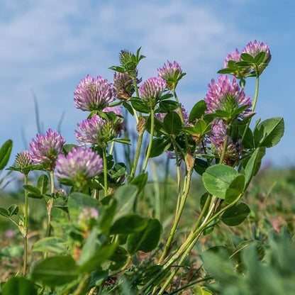 Todd's Seeds Red Clover Seeds, Non-GMO, Chemical Free, High Germination (One Pound)