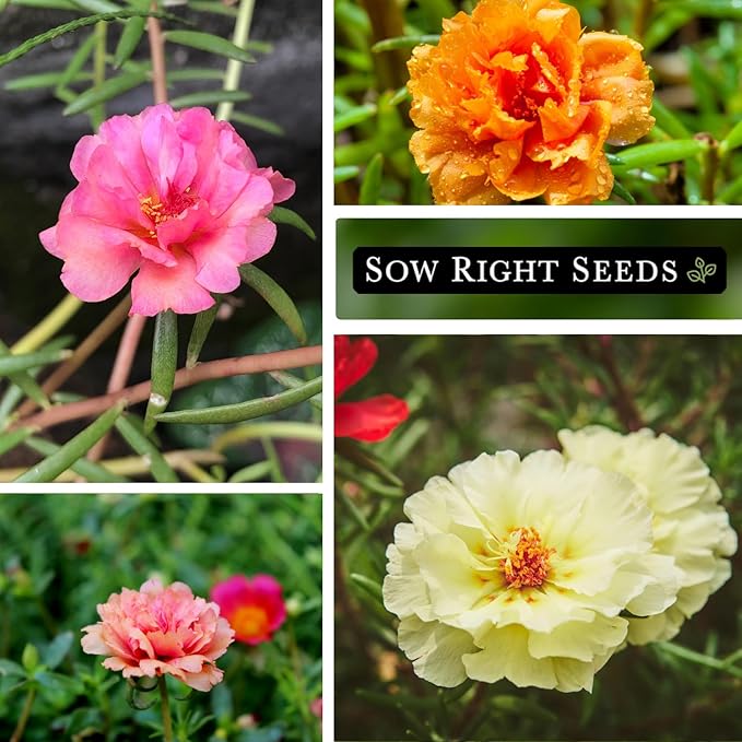 Sow Right Seeds - Moss Rose Seeds for Planting - Portulaca Grandiflora Mix - Double Flower Purslane - Non-GMO Heirloom Variety - Easy to Grow Outdoors - Colorful Annual for Garden & Containers (1)