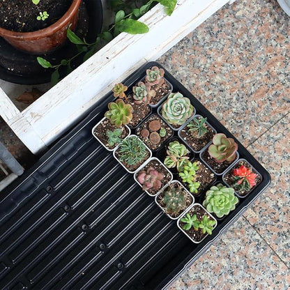 BangQiao 200 Pack 1.95 Inch Tiny Black Plastic Square Nursery and Seedling Pot, Mini Transplant Seed Starter Planter with Drain Hole for Germination, Herb, Succulent