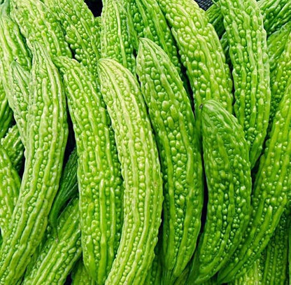 15 Long Bitter Melon Seeds - Up to 16 inches Fast Growing - Bitter Gourd Heirloom Non-GMO Vegetable Seeds