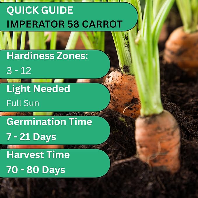 Imperator 58 Carrot Seeds for Planting – Heirloom Non-GMO Long Root Carrots for Home Gardens | Woods Creek Seeds