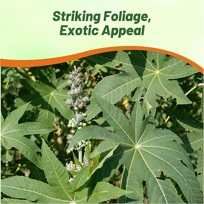 Outsidepride Zanzibariensis Castor Bean Seeds - 100 Pcs Annual Quick-Growing Tropical Flower Seeds for Planting Vibrant Foliage & Colorful Blooms for Eye-Catching Borders, Gardens & Landscapes