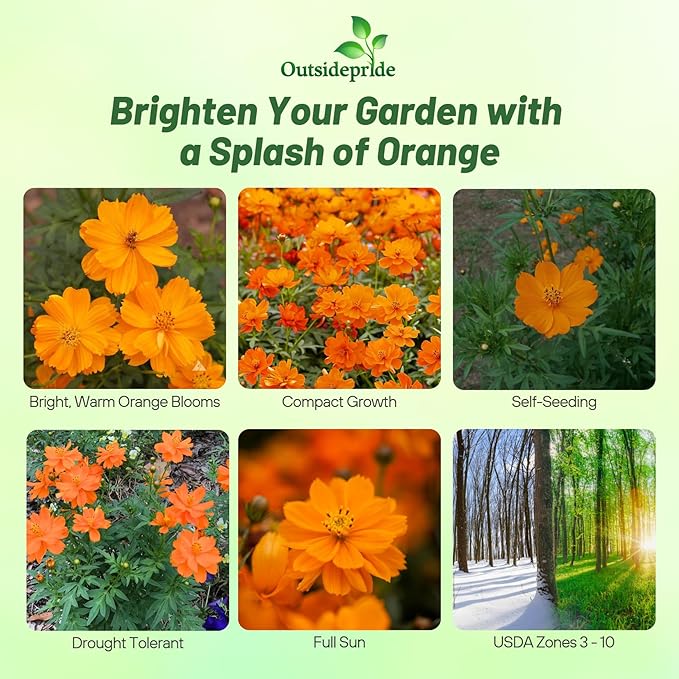 Outsidepride Orange Cosmos Sulphureus Seeds - 1000 Pcs Annual, Drought Tolerant & Pollinator Friendly, Flower Seeds for Planting w/Vibrant Double Blooms, Ideal for Landscaping & Xeriscaping