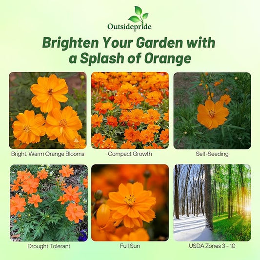 Outsidepride Orange Cosmos Sulphureus Seeds - 1000 Pcs Annual, Drought Tolerant & Pollinator Friendly, Flower Seeds for Planting w/Vibrant Double Blooms, Ideal for Landscaping & Xeriscaping