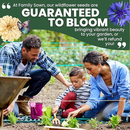 Blue Cornflower – 800 Seeds for Planting – 2026 Season – 5 Gram Pouch