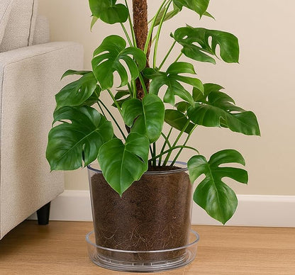 Phoenix Vine 12 Inch Clear Acrylic Planter Pot with Tray, Orchid Pot with Drainage Holes, Deep Saucer for Bottom Watering, Transparent Containers for Indoor Plants, Herbs, Set of 1, 91-A-I-1