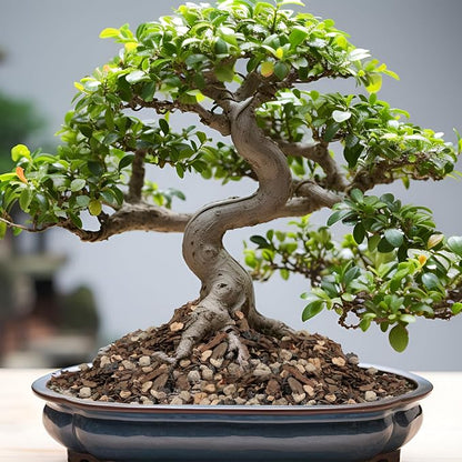 Bonsai Soil Mix 10qt, Potting Soil Mix Ready to Use for Bonsai Tree and Indoor Plants, Composed of Akadama, Lava Rock, Prumice, Bark