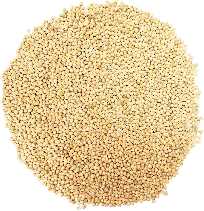 CountryMax Backyard Seeds White Millet Bird Seed for Finches 8 Pounds (8 Pounds)