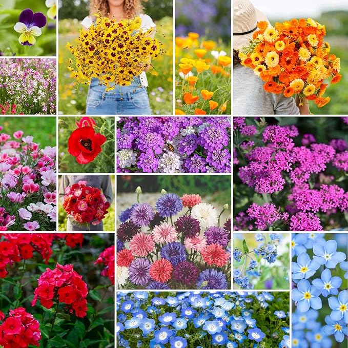 Eden Brothers Shorty Low Grow Wildflower Mixed Seeds for Planting, 1/4 lb, 120,000+ Seeds with Calendula, Cornflower | Attracts Pollinators, Plant in Spring or Fall, Zones 3, 4, 5, 6, 7, 8, 9, 10