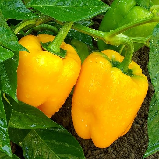 Big A Pepper Fertilizer – 12 oz Premium Organic Fertilizer for Peppers – Organic Plant Food for Garden – Gardening Nutrients for Crispy and Delicious Veggies of All Types