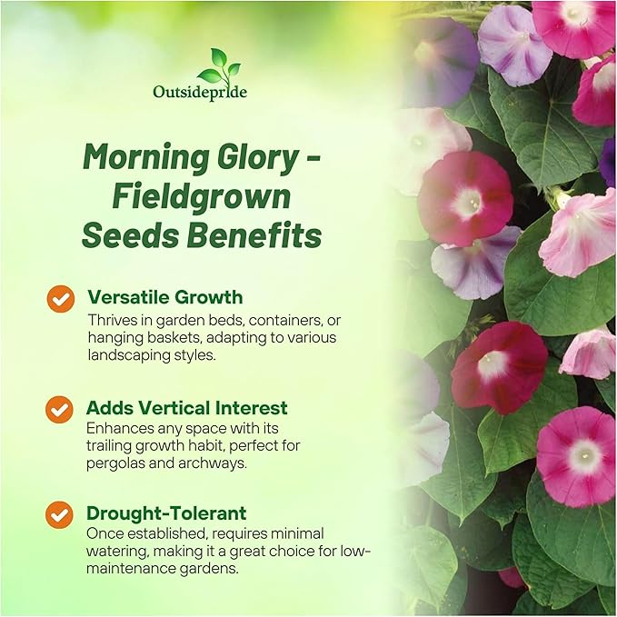 Outsidepride 500 Seeds Annual Ipomoea Purpurea Morning Glory Fieldgrown Climbing Vine Flower Seeds for Planting