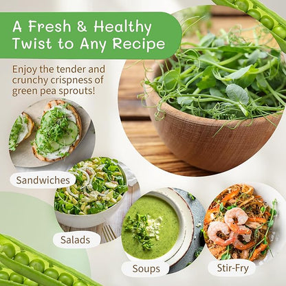 The Sprout House Green Peas - Organic Green Peas for Sprouting or Cooking, High Germination, Non-GMO, Resealable Bag for Freshness, Perfect for Salads, Shoots, & Healthy Recipes, 1LB Green Pea Seeds