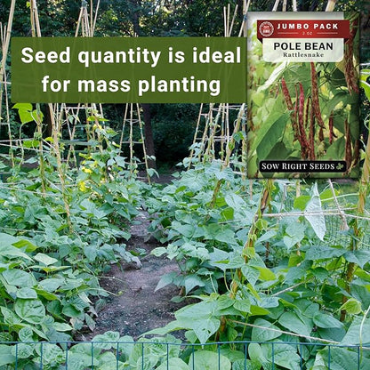 Sow Right Seeds - Bulk Rattlesnake Pole Bean Seeds for Planting - 2 Ounce, 170 Seeds - Non-GMO Heirloom Jumbo Pack with Instructions to Plant an Outdoor Home Vegetable Garden - Purple Streaked Beans