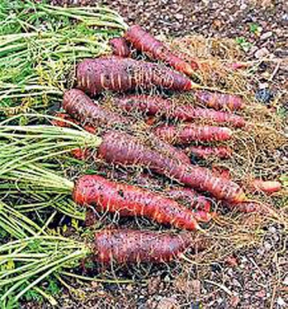 Carrot, Purple Haze, Hybrid, 500 Seeds, Unusual Delicious and Sweet