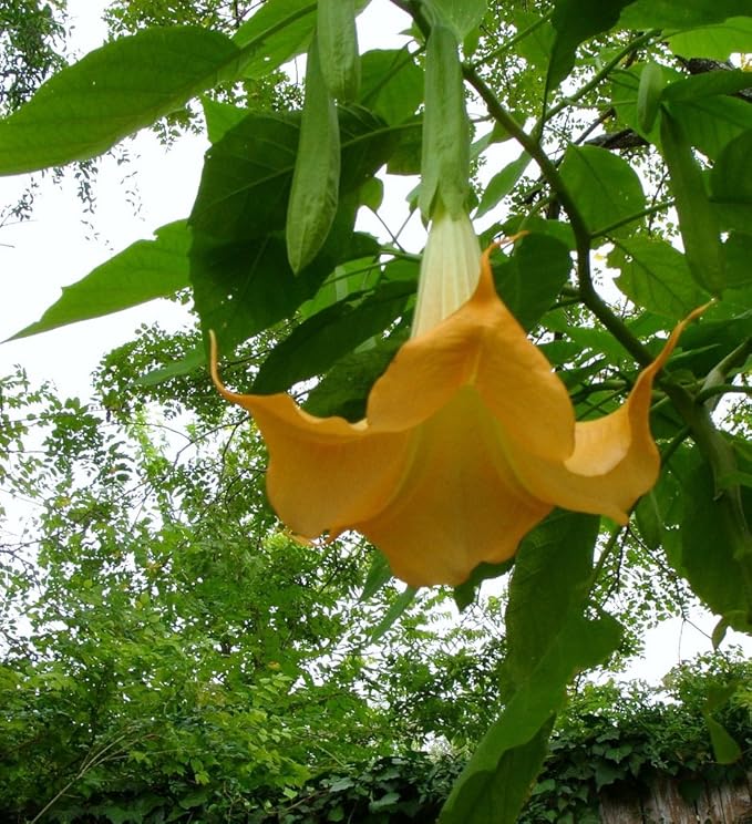 Angels Trumpet Seeds, Brugmansia Suaveolens, Yellow Flowering Tropical Plant, 10 Pack