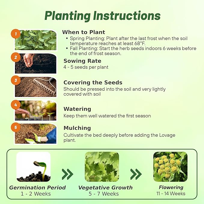 Outsidepride Lovage Vegetable Seeds - 2000 Pcs. Perennial, Easy to Grow & Drought-Tolerant, Herb Seeds for Planting Edible & Vibrant Yellow-Green Blooms, Great for Xeriscaping & Pollinator Gardens