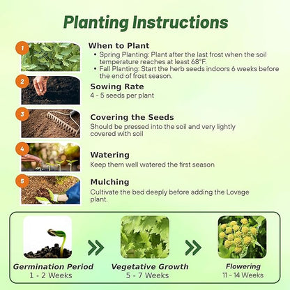 Outsidepride Lovage Vegetable Seeds - 1000 Pcs. Perennial, Easy to Grow & Drought-Tolerant, Herb Seeds for Planting Edible & Vibrant Yellow-Green Blooms, Great for Xeriscaping & Pollinator Gardens