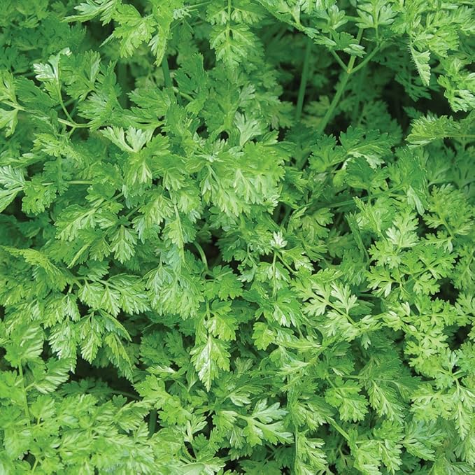 Burpee Curled Chervil Seeds 775 seeds