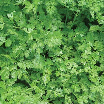 Burpee Curled Chervil Seeds 775 seeds