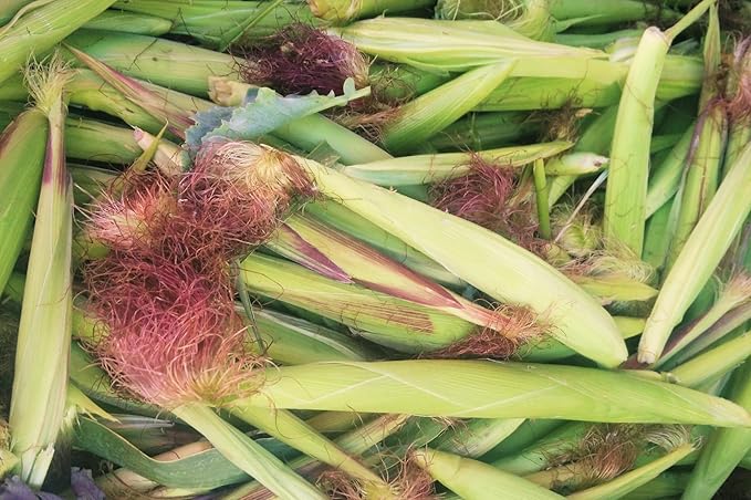 TomorrowSeeds - Baby Corn Seeds - 300+ Count - for 2026 Planting Asian Miniature Sweet Chinese Takeout Immature Young Early Indian Native Soft Vegetable Grow Your Own Home Farm Patio Healthy