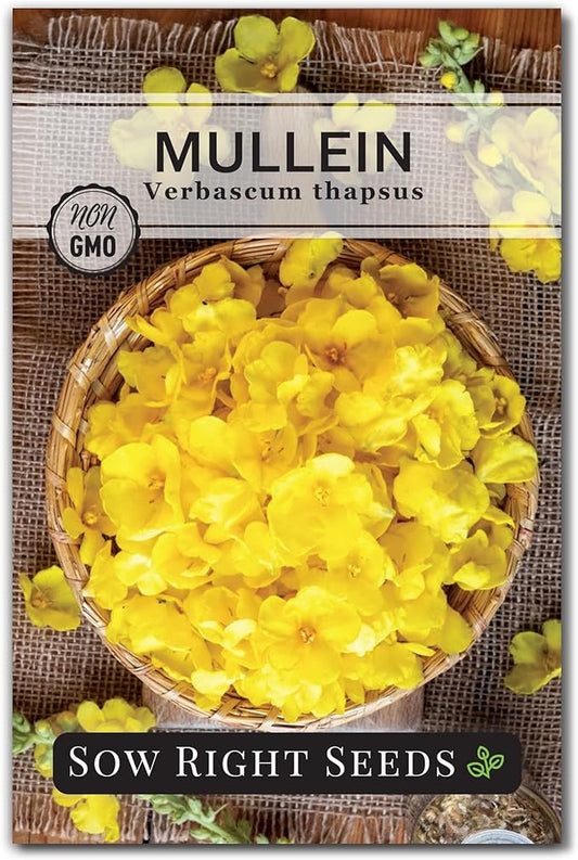 Sow Right Seeds - Mullein Seeds for Planting - Non-GMO Heirloom Variety - Ideal for Gardens, Landscaping, Medicinal Herbs - Easy to Grow - Indoor or Outdoor Growing - Herb Garden (1)