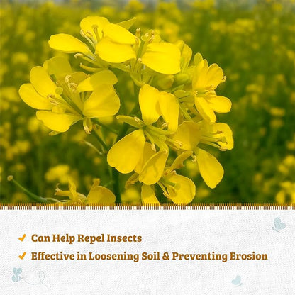 Back to The Roots 100% Organic Yelow Mustard Cover Crop Seeds, Covers ~1000 sq. ft.