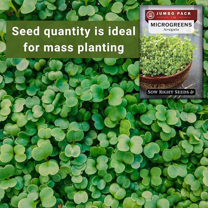 Sow Right Seeds - Bulk Arugula Microgreen Seeds for Growing - 1 Ounce, 14000 Seeds - Non-GMO Heirloom Jumbo Pack with Instructions to Grow Healthy Microgreens - Grow Loads of Arugula Microgreens…