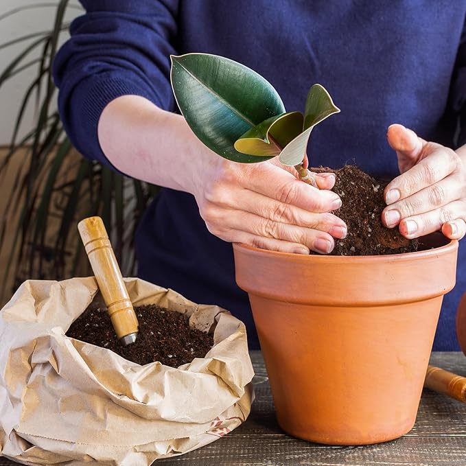 Organic Fiddle Leaf Fig Potting Mix 1qt, Indoor Plants Potting Mix for All Potted Ficus Lyrata Plant, Grow Healthy houseplants Indoors